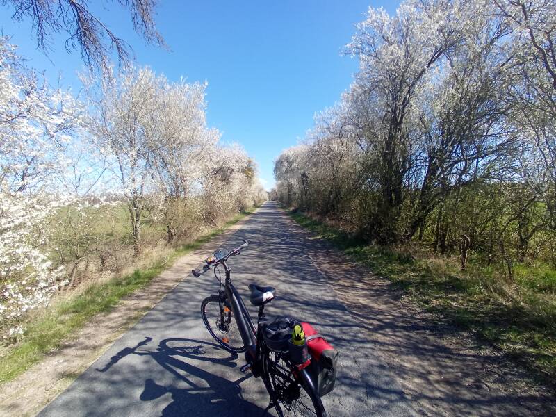 Kirschbaum- Allee in voller Frühlingsblüte