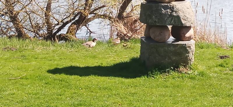 Familie Graugans am Mündesee