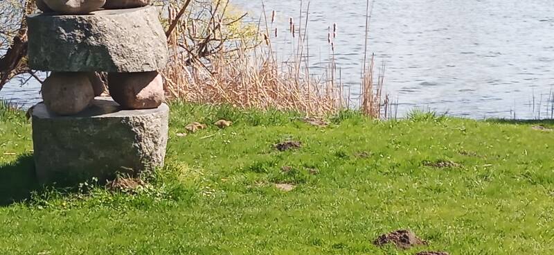 Gänseküken am Mündesee