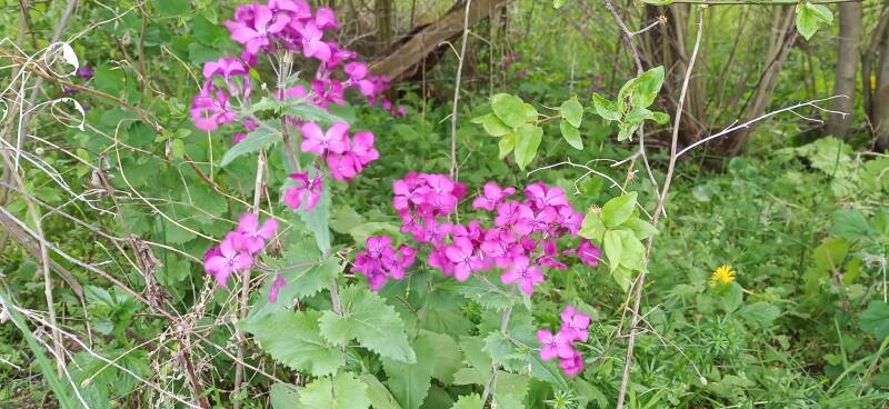 Silberblatt in der violetten Blüte