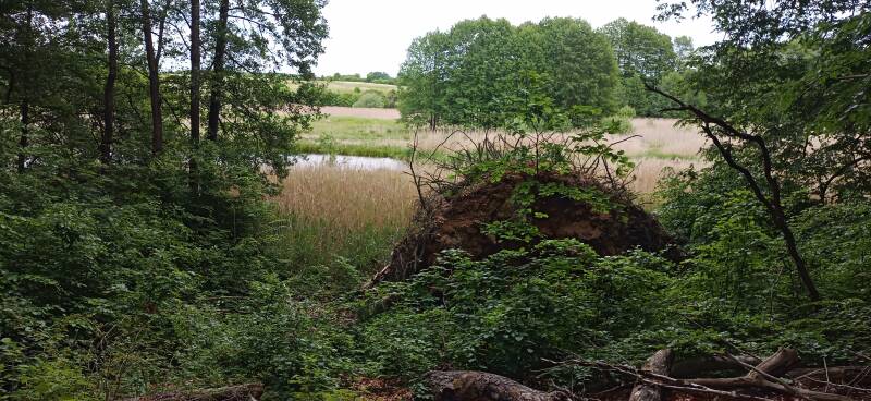 Blick in die Wildnis