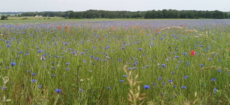 Feld blauer Kornblumen