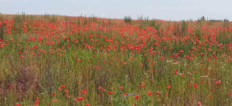 Feld roter Mohnblumen