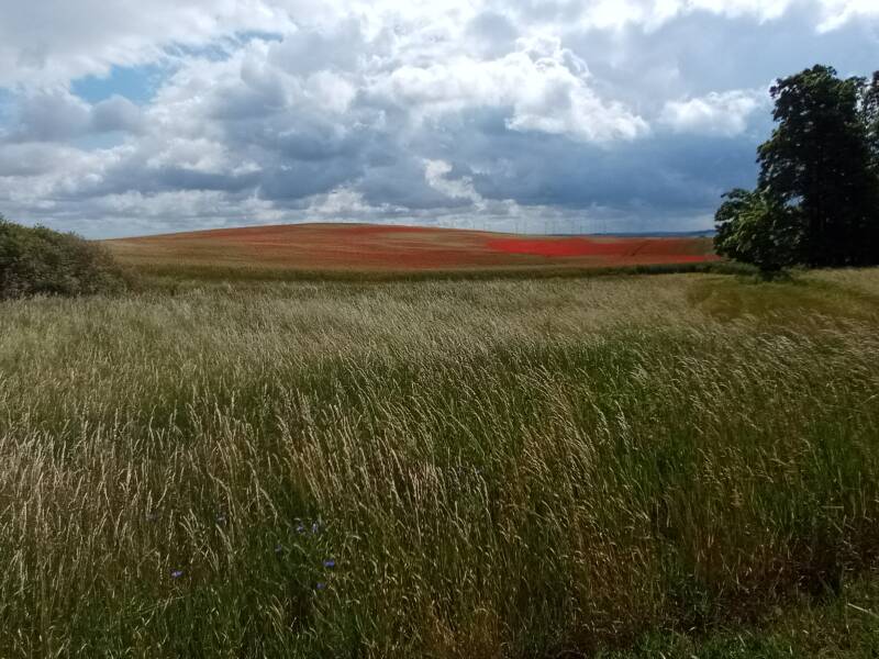 rot schimmerndes Feld in der Ferne