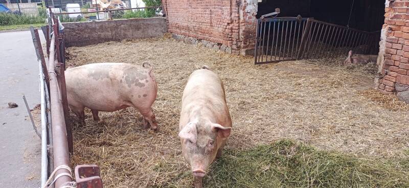 Schweine im Auslaufstall Gut Kerkow
