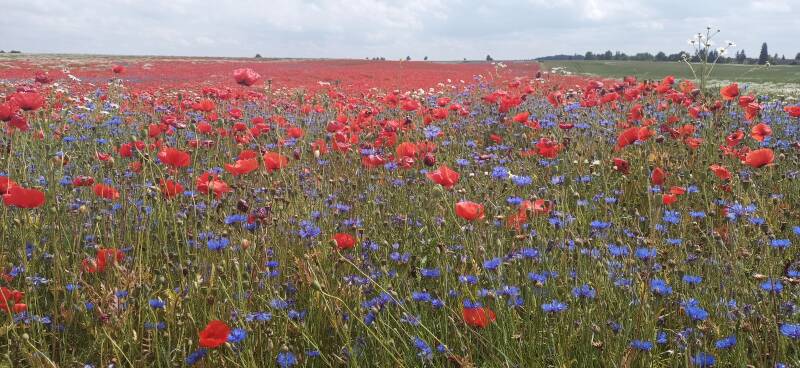 bunt leuchtene Felder