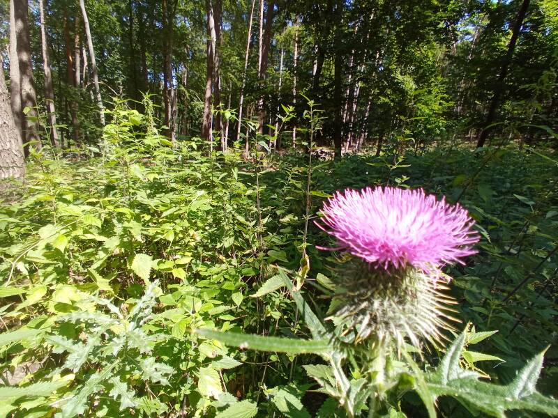 blühende Distel