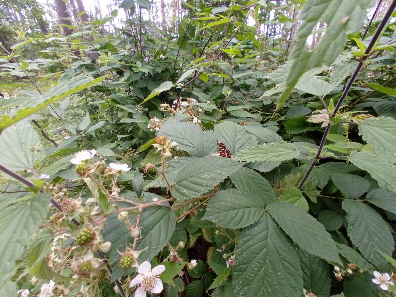 Schmetterling auf Brombeerstrauch