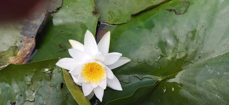 Seerose