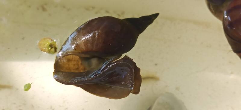 Wasserschnecke