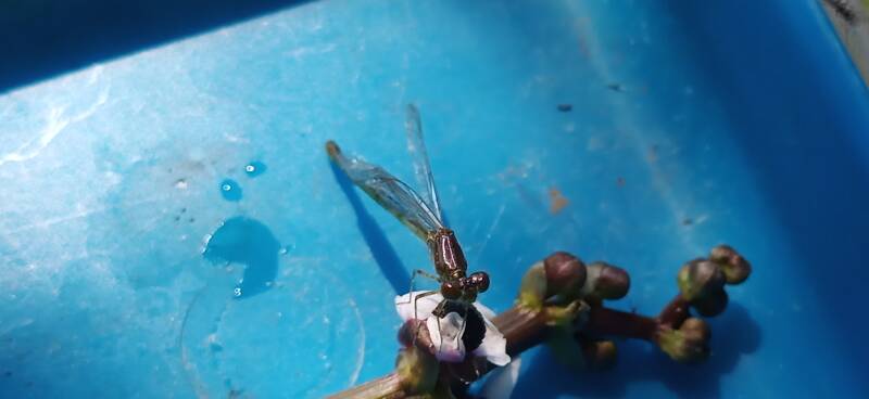 junge Libelle