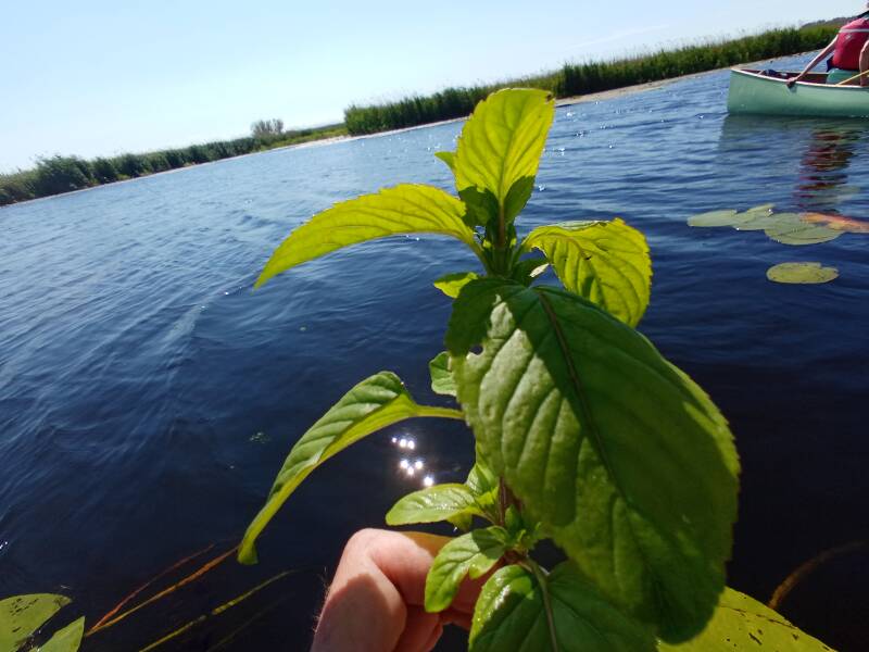 duftende Wasserminze