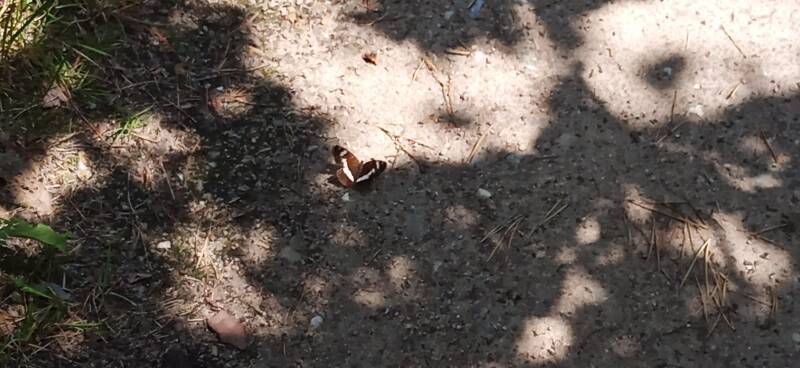 Schmetterling Kleiner Eisvogel