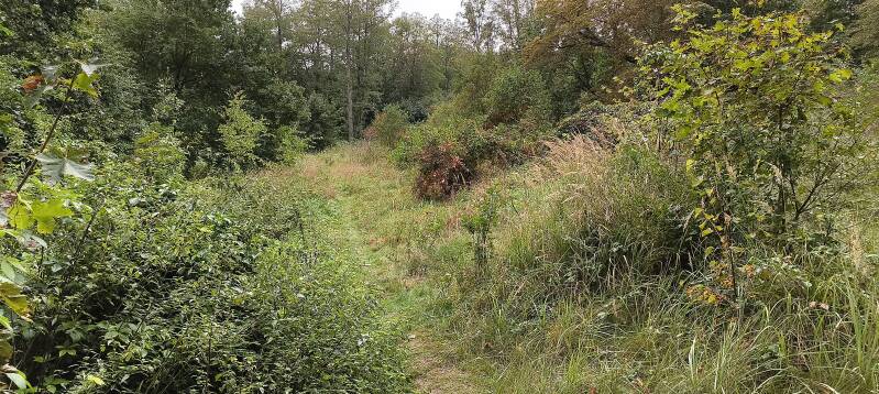 naturbelassener Waldweg