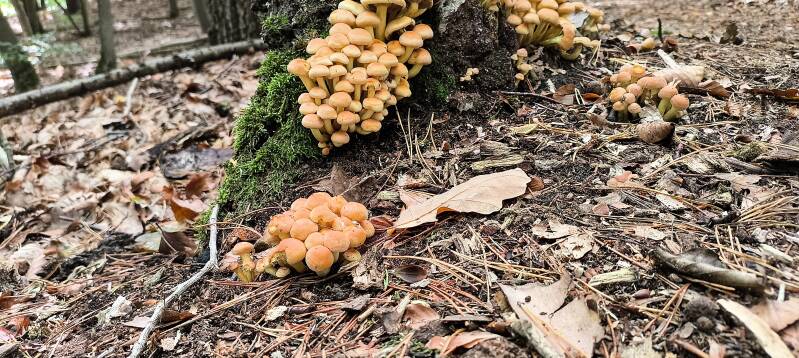 Pilze am Wegesrand