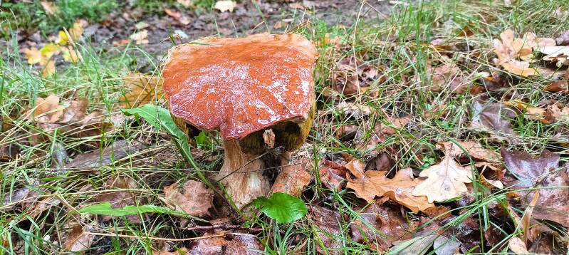 Pilz mitten auf dem Weg