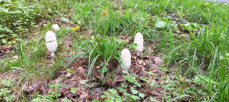 Pilze am Wegesrand