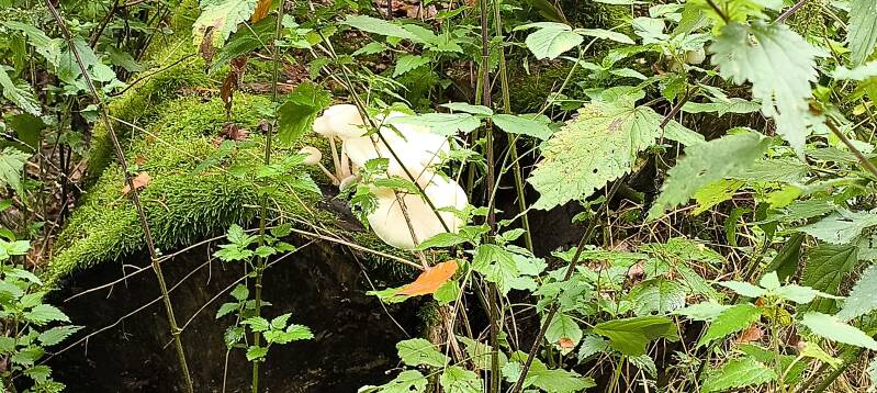 Pilze etwas versteckt