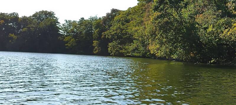 bewaldetes Ufer