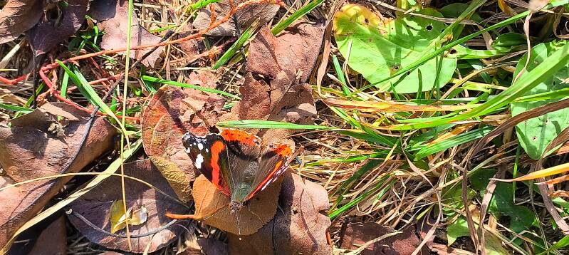 Schmetterling