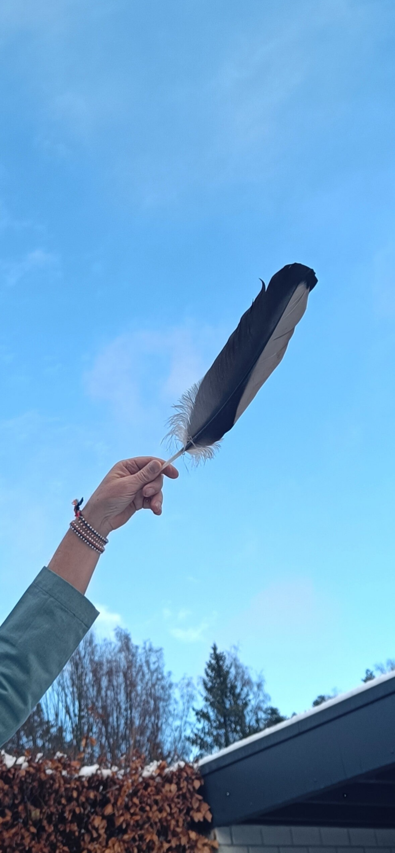 Veer van de condor in een  blauwe lucht