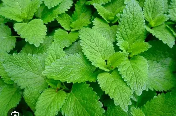 Feuille melis