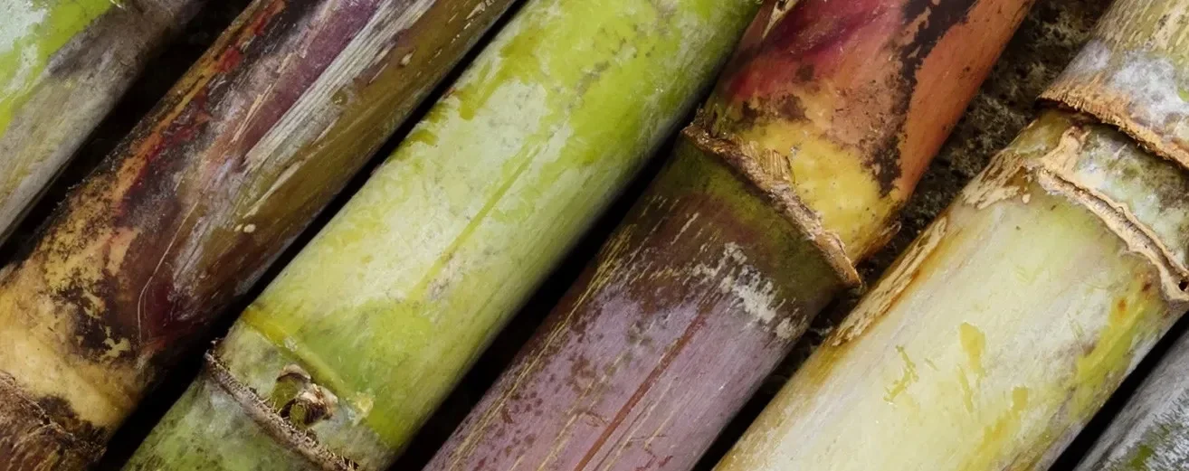 Canna à sucre/ lb