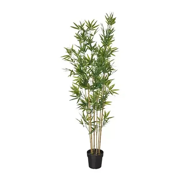 Planta Bambú
