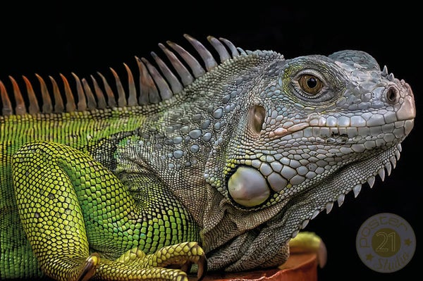 Grote groene leguaan 1