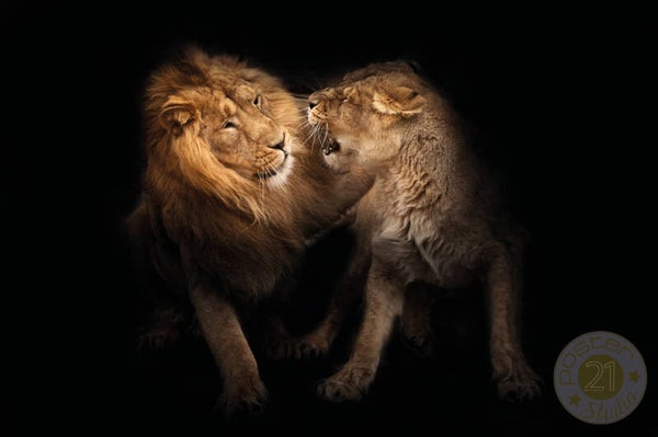 Love of lions