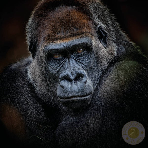 Gorilla portret 2