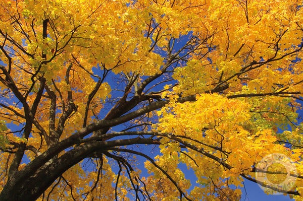 Boom in herfstkleuren