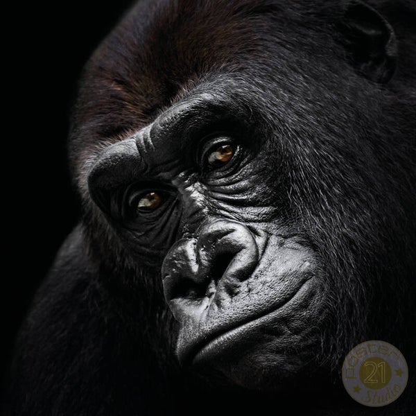 Gorilla portret