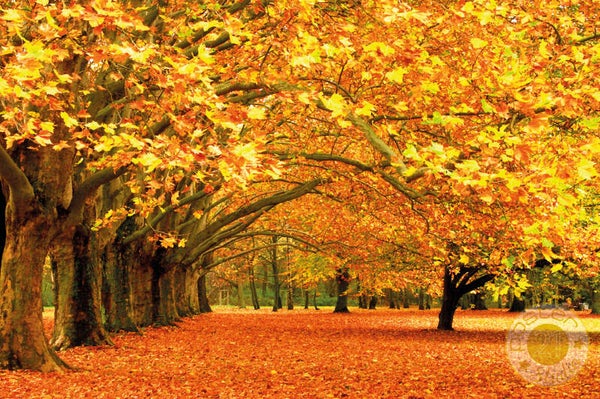 Herfstbos, Nederland