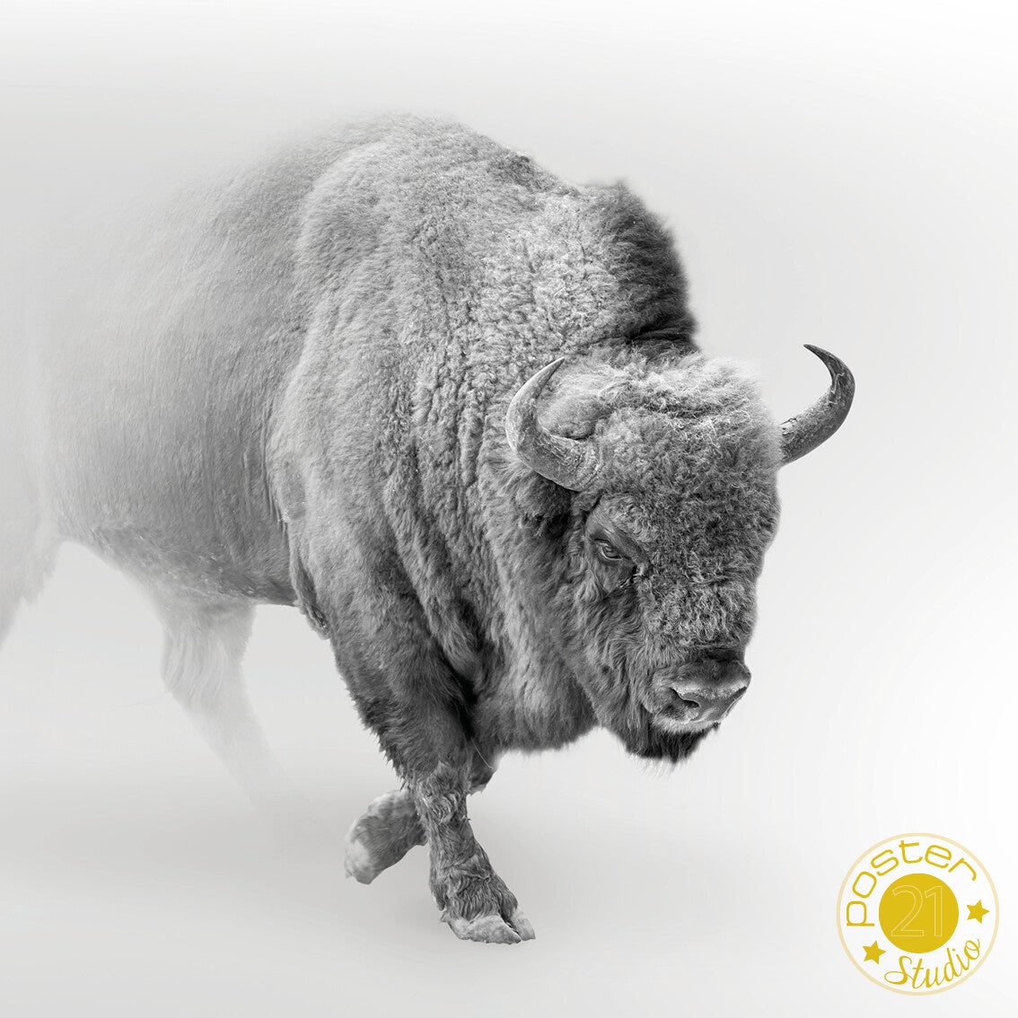 Wilde Bizon 2