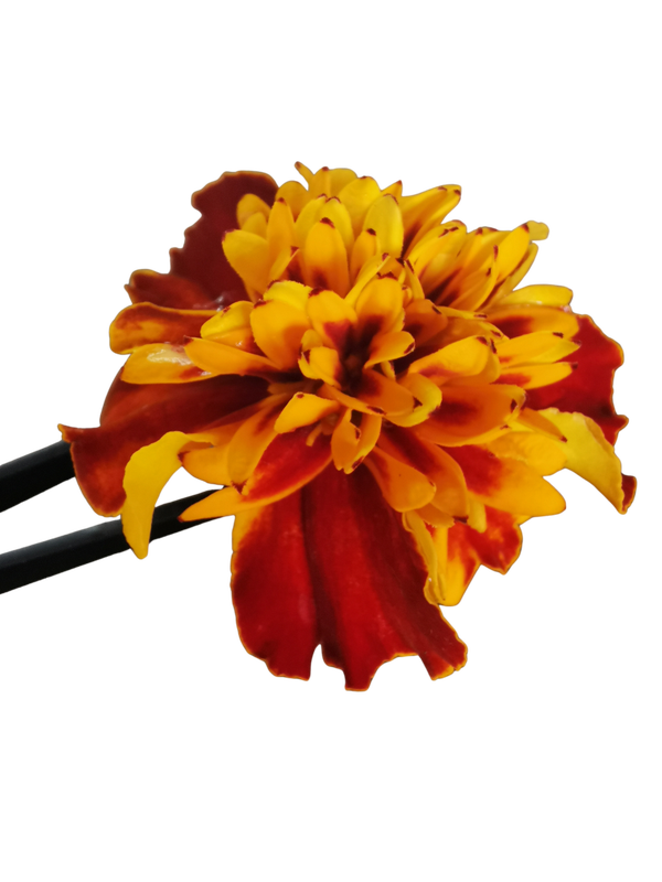 Tagetes Bonita Mix