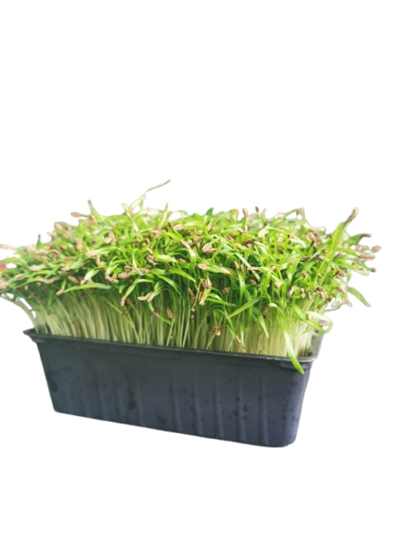 Fennel