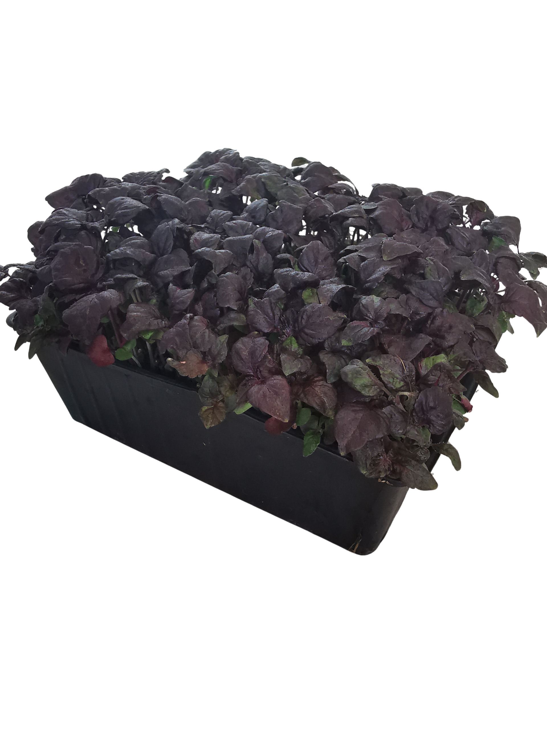 Red Perilla
