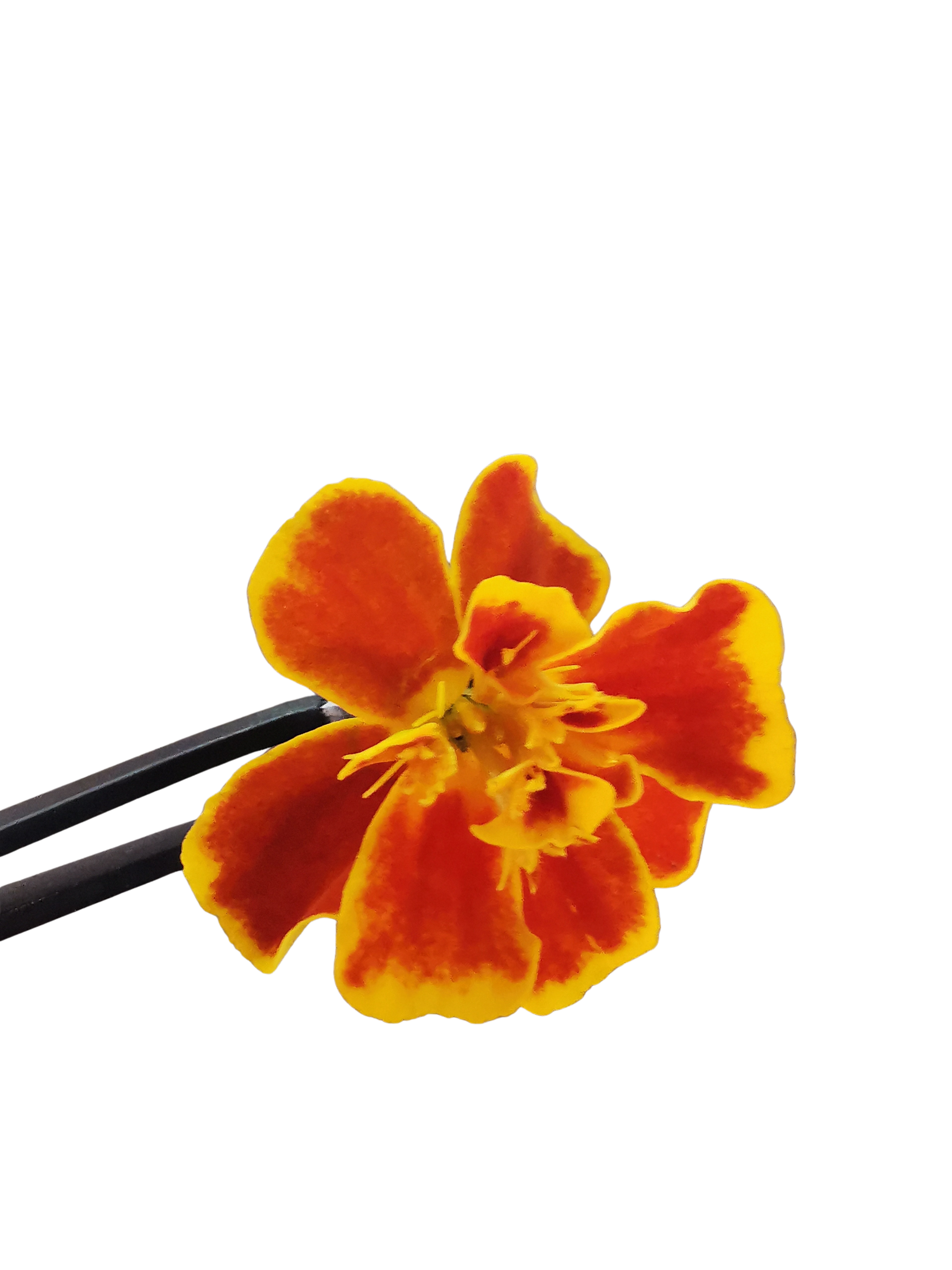 Tagetes Tenuifolia