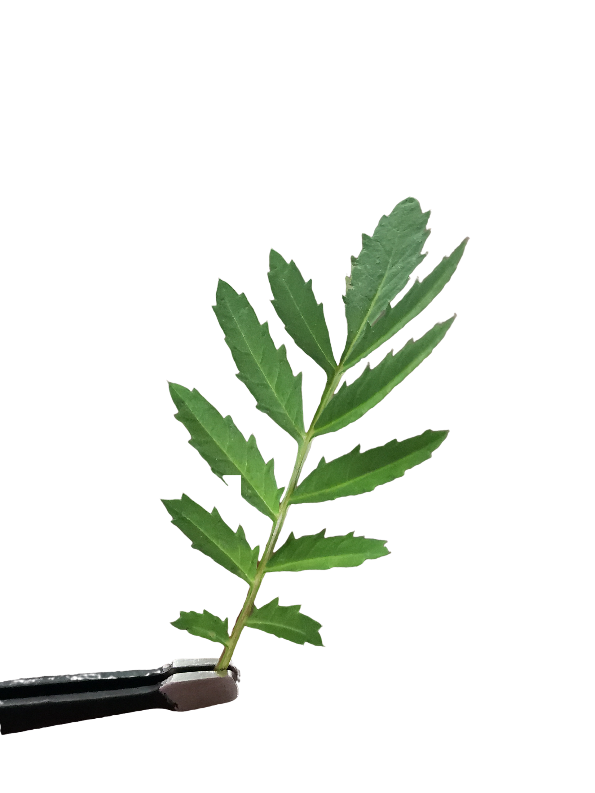 Tenuifolia Leaves