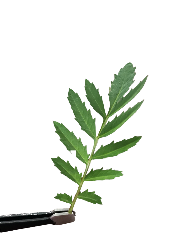 Tenuifolia Leaves