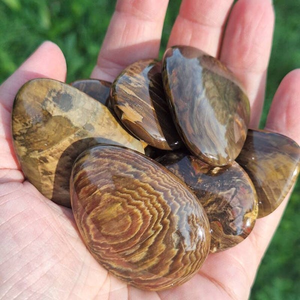 Galet en bois fossilisé