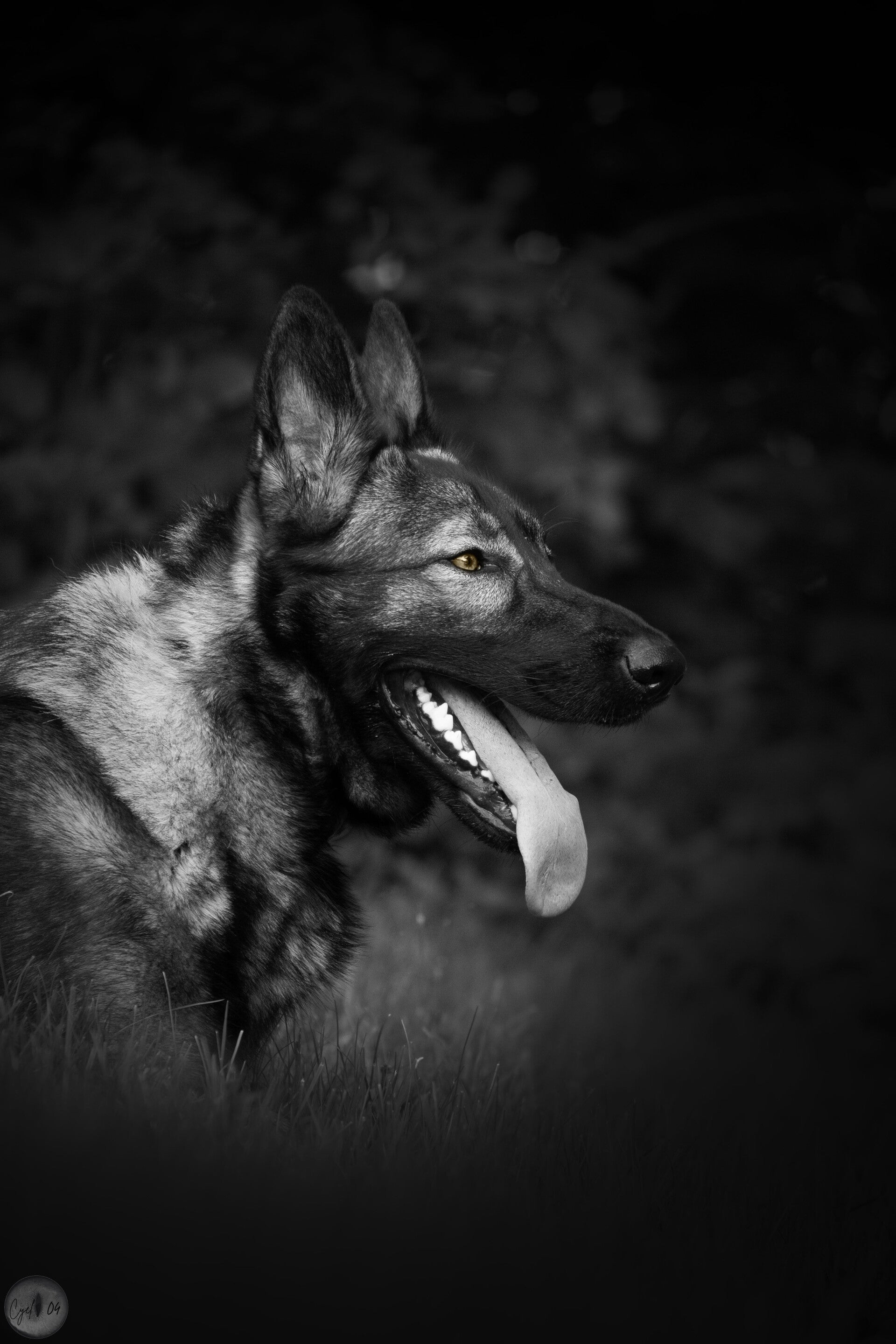 photo monochrome touche de sépia portrait canin