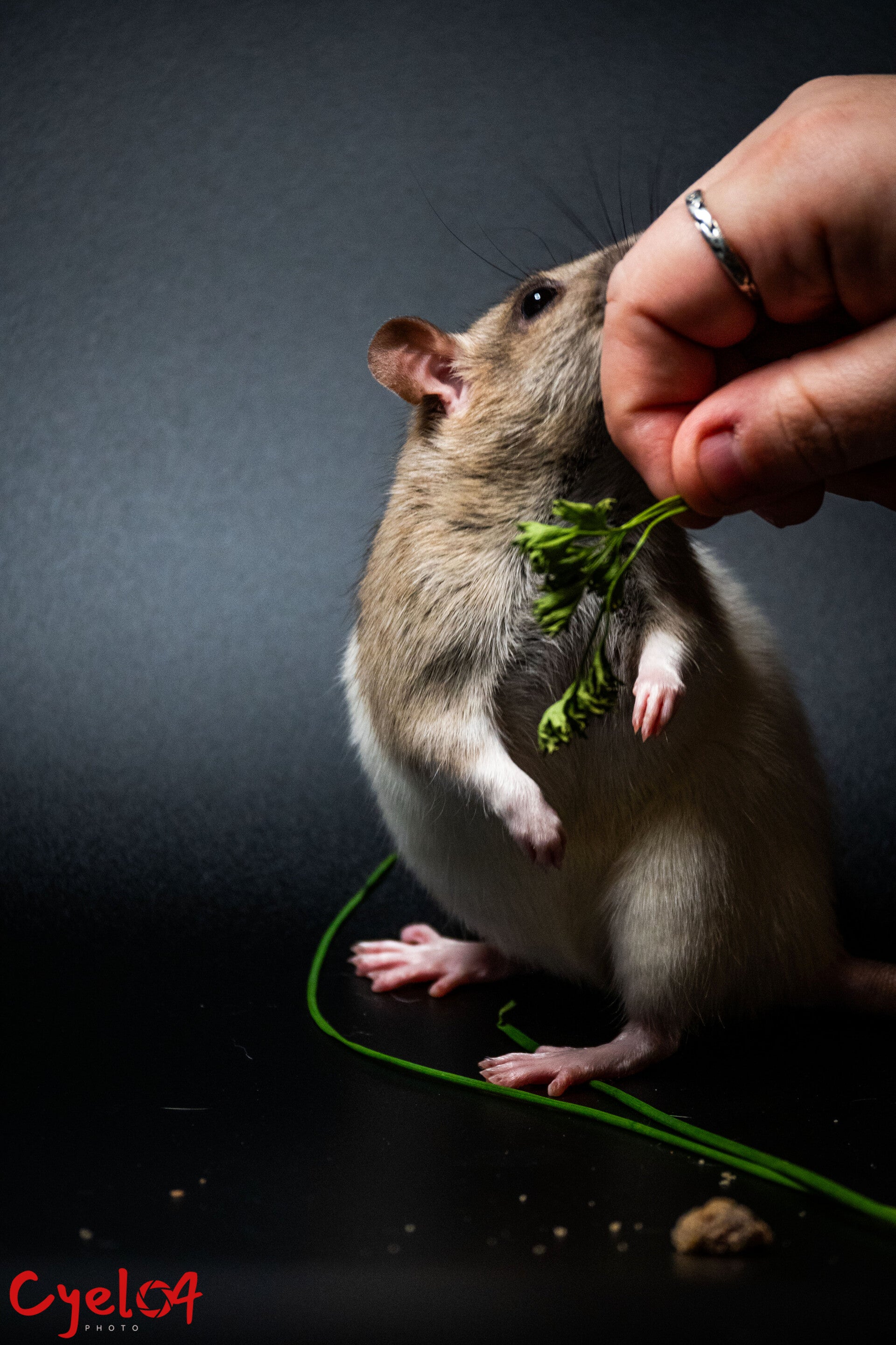 photo portrait animalier rat couleur