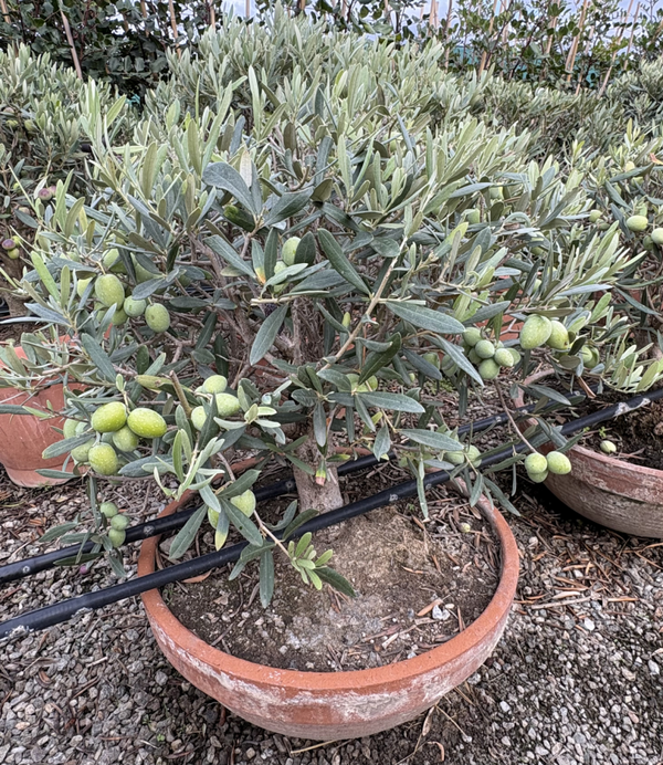 Bonsai di ulivo