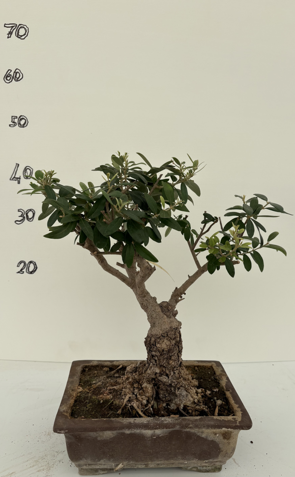 Bonsai di ulivo