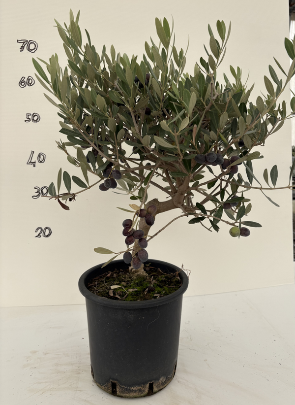 Pre bonsai di ulivo