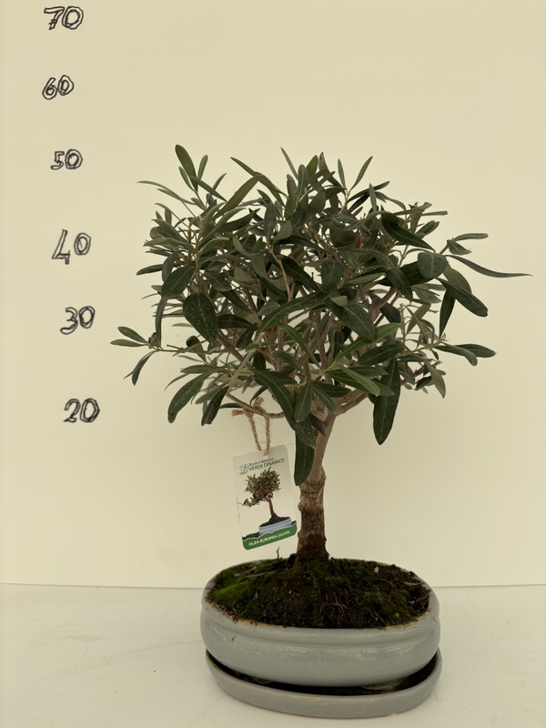 Bonsai di ulivo