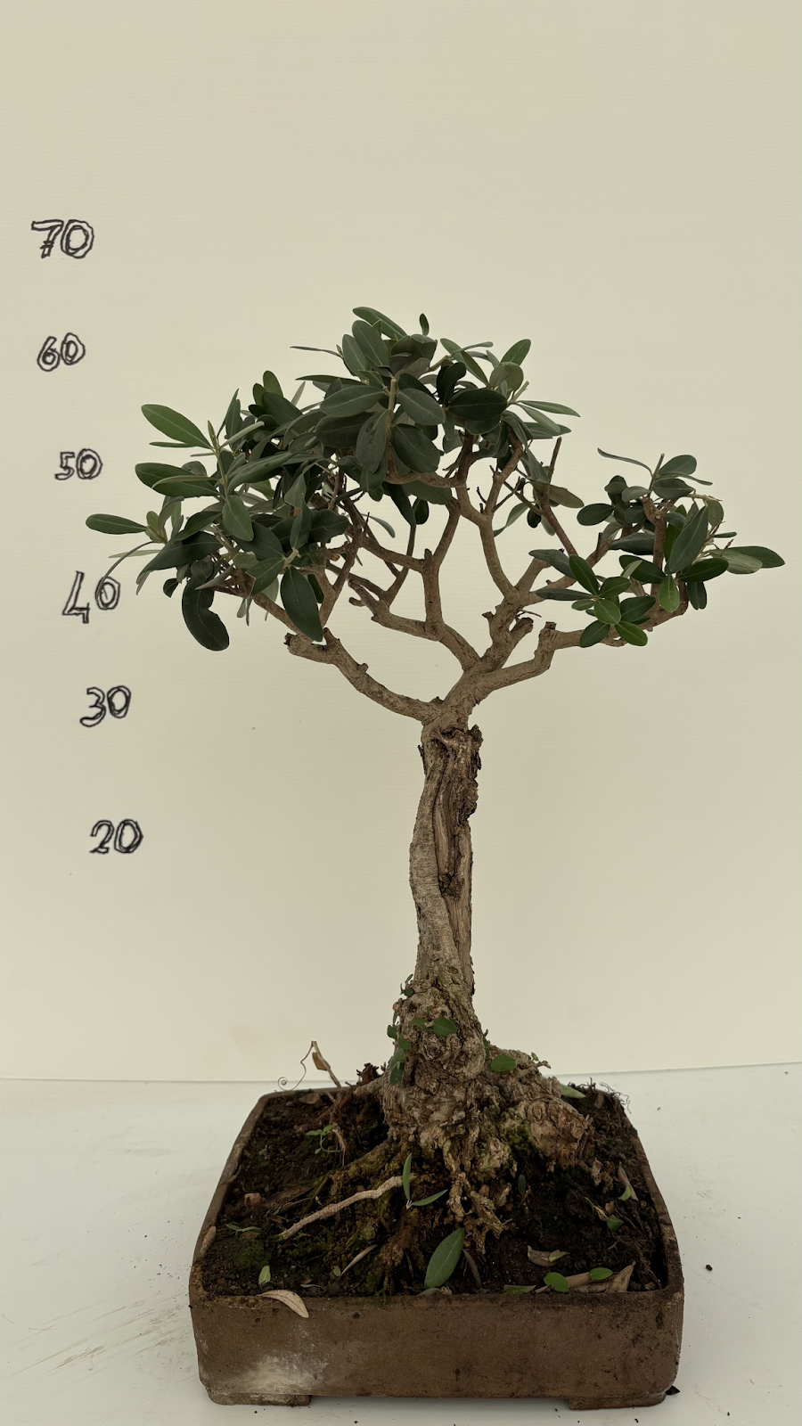 Bonsai di ulivo