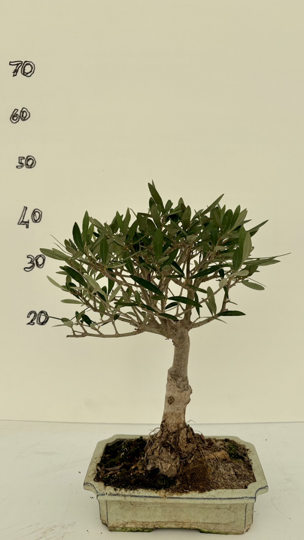 Bonsai di ulivo